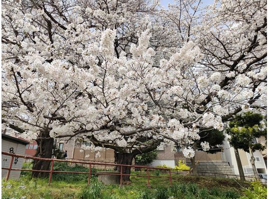 百合丘第2公園